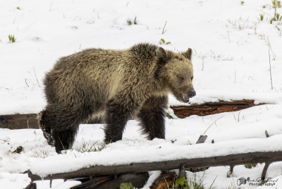 Snow and Cubs YNP May 2025